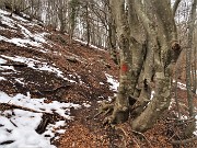 53 Rimasugli di neve in faggeta